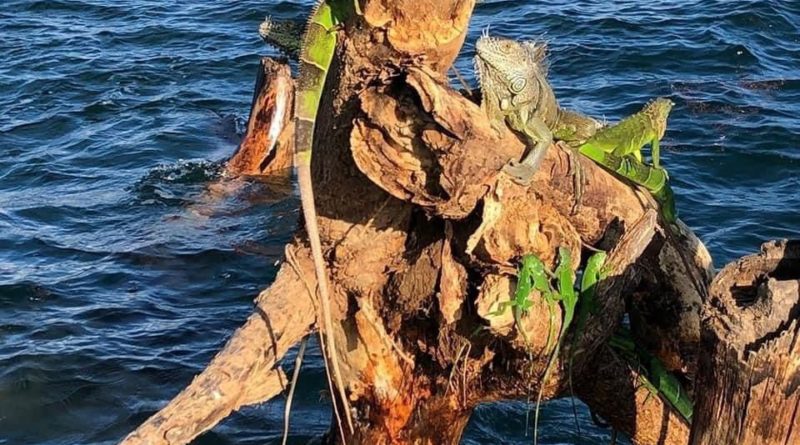 rescatan iguanas