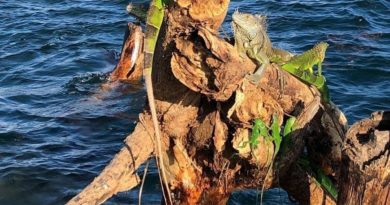 rescatan iguanas