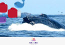 Captan a ballenas PELEANDO en Punta de Mita