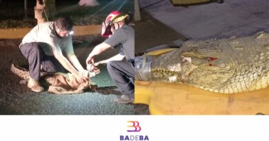 Atienden a cocodrilo juvenil atropellado en Litibú, Bahía de Banderas