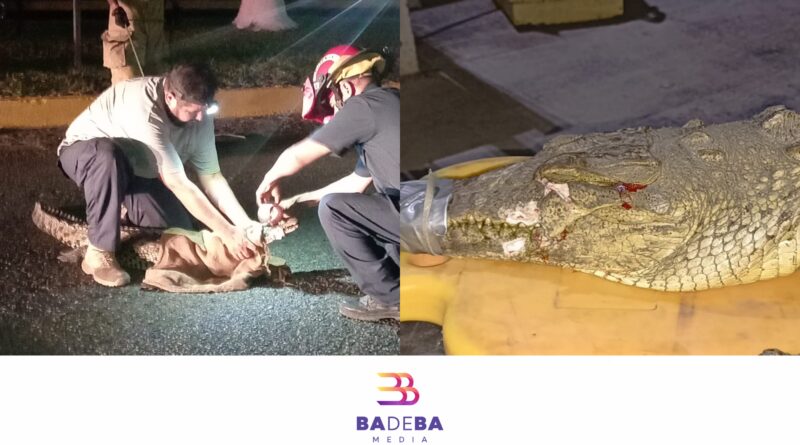 Atienden a cocodrilo juvenil atropellado en Litibú, Bahía de Banderas