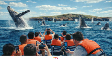 Llegaron hasta CIEN BALLENAS al mismo tiempo en la bahía