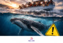 Piden mayor VIGILANCIA para cuidar ballenas ante acoso de embarcaciones