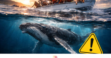 Piden mayor VIGILANCIA para cuidar ballenas ante acoso de embarcaciones