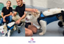 Regidor Pepe Castañeda dona silla de ruedas para perrito familiar