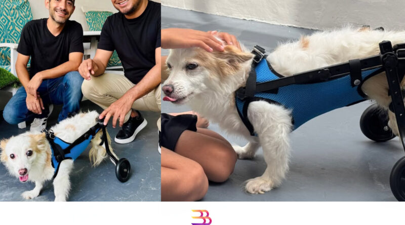 Regidor Pepe Castañeda dona silla de ruedas para perrito familiar