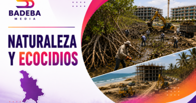 Nayarit, el estado que MÁS MANGLAR ha perdido de México